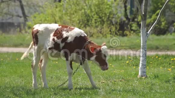 草地上的小牛视频的预览图