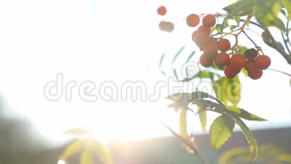 罗文枝自然树景观视频视频的预览图