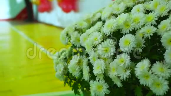 格贝拉大自然的花朵视频的预览图