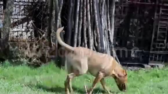 美国斯塔福德郡猎犬视频的预览图