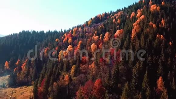 秋天的树林景观在飞翔视频的预览图
