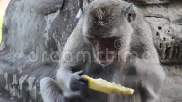 古寺吴哥ECU猴在寺庙1吃芒果视频的预览图