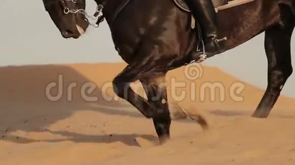 阿拉伯骑手在迪拜沙漠骑马视频的预览图