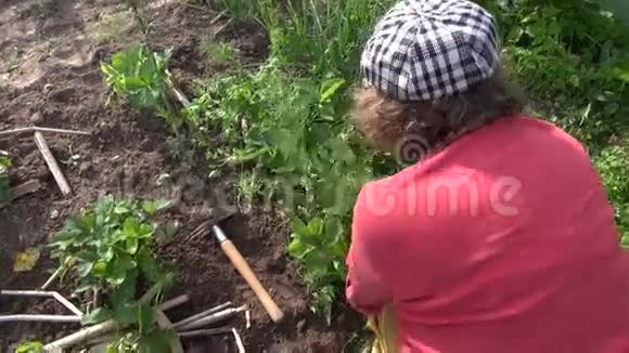 戴帽子的女人在花园里工作草莓味的手持的视频的预览图
