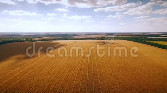 空中金色玉米地上空多云的天空空中照片视频的预览图