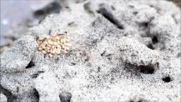 蚂蚁把幼虫带到安全的地方视频的预览图