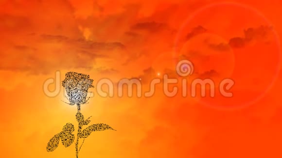 浪漫的主题和金色的夕阳与玫瑰的轮廓视频的预览图