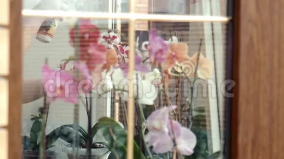 女性在窗户上喷洒肥料兰花视频的预览图
