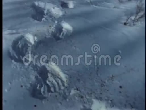 雪地上血迹斑斑的爪印痕迹视频的预览图