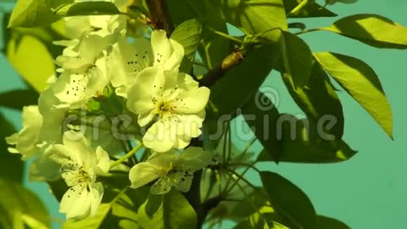 阳光透过花苹果树照耀视频的预览图