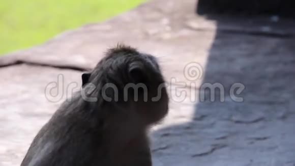 古寺吴哥ECU猴在寺庙1吃芒果视频的预览图