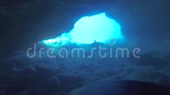在蓝色海洋的夏威夷洞穴中游动的鲨鱼视频的预览图