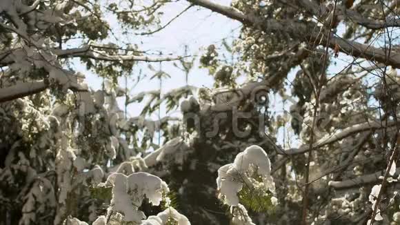 冬季森林在雪地里长毛雪从树梢落下视频的预览图