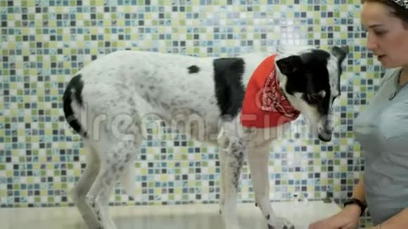 兽医咨询诊所里的狗视频的预览图