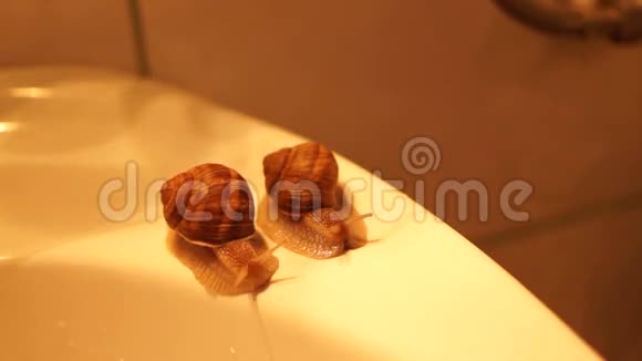 浴室洗手池边上的一对蜗牛打蜗牛比赛视频的预览图