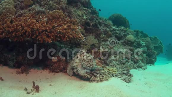 珊瑚礁上的章鱼4k视频的预览图
