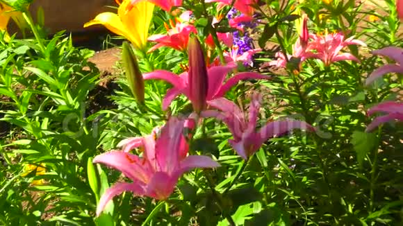 花园百合紫罗兰视频的预览图