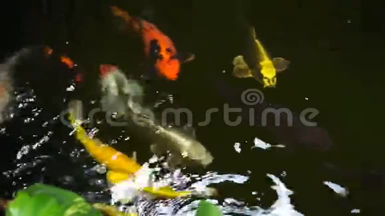 美丽的锦鲤在池塘里钓鱼视频的预览图