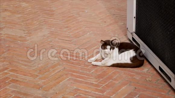 黑白猫躺在地板上视频的预览图