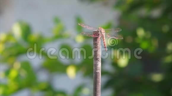 带水晶金翅的蜻蜓是视频的预览图