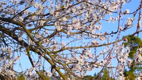 一棵盛开的杏树的春天背景视频的预览图