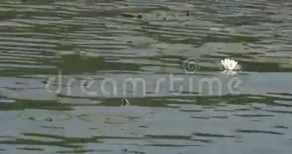 睡莲漂浮在池塘上视频的预览图