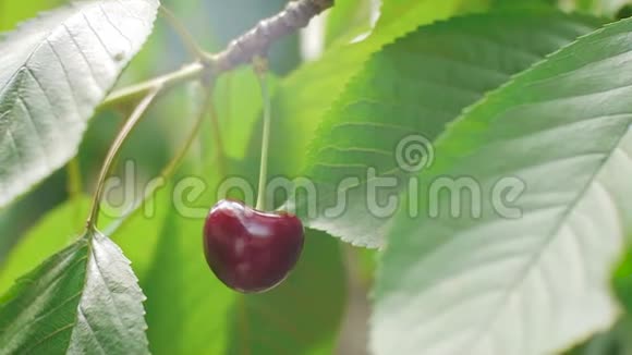 挂在樱桃树枝上的成熟红樱桃视频的预览图
