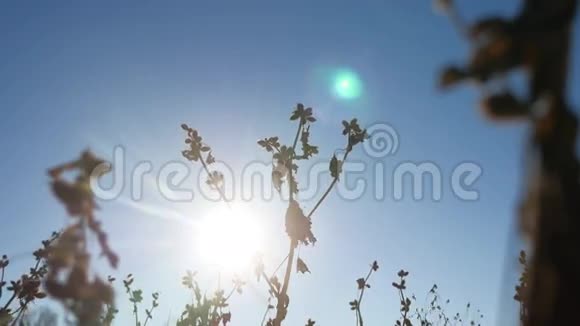 荆棘剪影干草在风中拍打蓝天自然景观视频的预览图