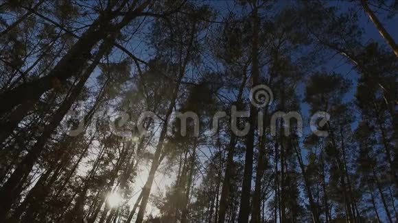 冬天森林里的树木高大的松树伸展到天空视频的预览图