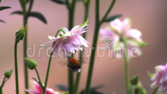 大黄蜂在粉红色的装饰性阿奎利加花视频的预览图