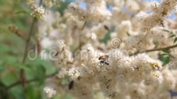 蜜蜂采集花蜜在树枝上授粉特写镜头慢动作春天的花园花儿开在树上视频的预览图