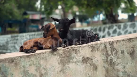 两只小山羊一起躺在混凝土上棕色和黑色有疱疹视频的预览图