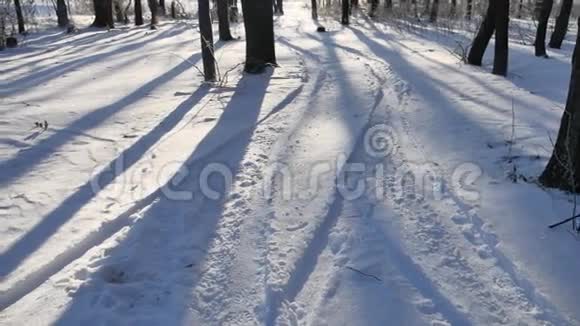 冬日的森林阳光下的树荫美丽的自然景观视频的预览图