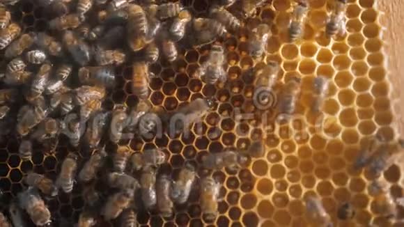 许多蜜蜂蜂房养蜂背景下移动的生活方式在蜂巢中移动蜜蜂概念蜂蜜视频的预览图