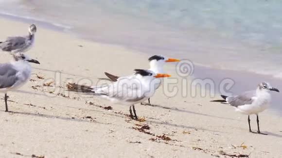 夏日迈阿密海滩海洋海鸥放松4k佛罗里达美国视频的预览图