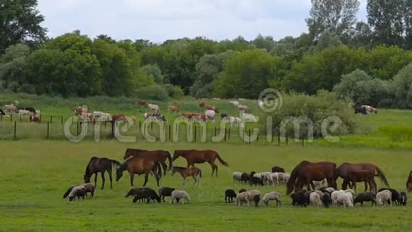 夏天牧场上的一群马一群羊在绿色的草地上视频的预览图