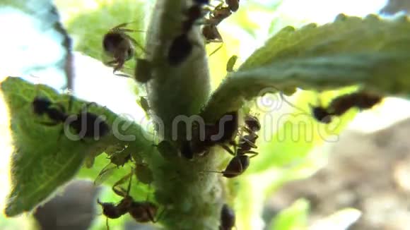 植物上有婴儿的蚂蚁宏01视频的预览图