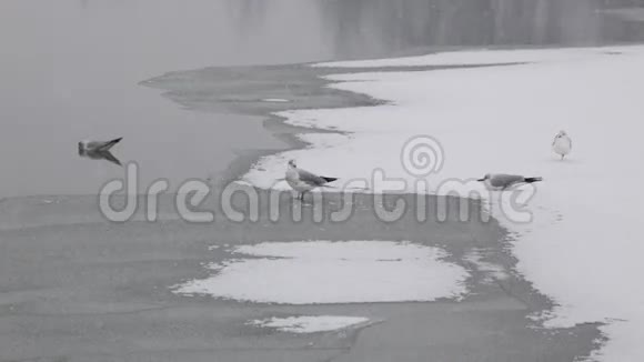 冻河上的水鸟视频的预览图