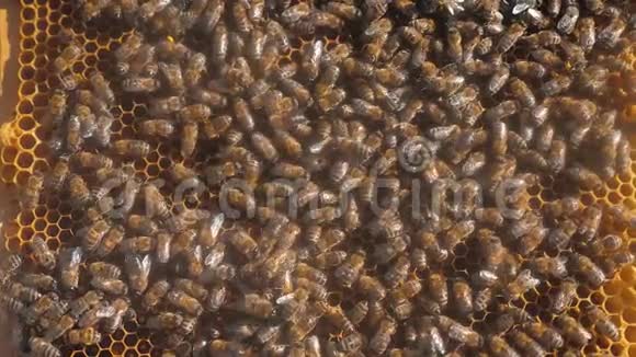 许多蜜蜂蜂房养蜂背景移动工作在蜂巢蜂蜜生活方式视频的预览图