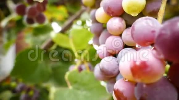 用旋转摄像机拍摄的一串葡萄视频的预览图