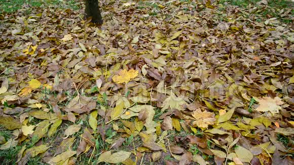 许多不同的叶子躺在树下的地上视频的预览图