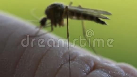 吸血蚊子视频的预览图