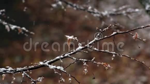 第一场雪窗外的景色沐浴着秋叶视频的预览图