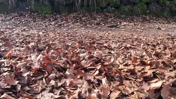 一个人在落叶上行走的腿视频的预览图