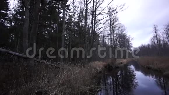 深秋森林中的溪流视频的预览图