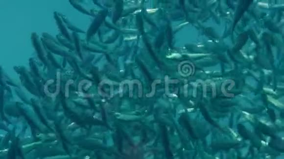 在一个巨大的沙丁鱼群里鱼饵球视频的预览图
