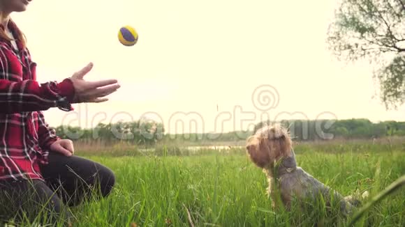 日落时分女孩和一只狗在大自然中玩耍狗约克郡猎犬在大自然中用慢动作接球视频的预览图