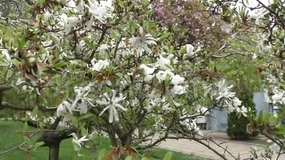 美丽的白色木兰在春天绽放视频的预览图