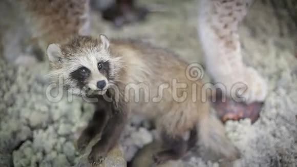 浣熊漂亮的脸特写自然界的野生动物视频的预览图