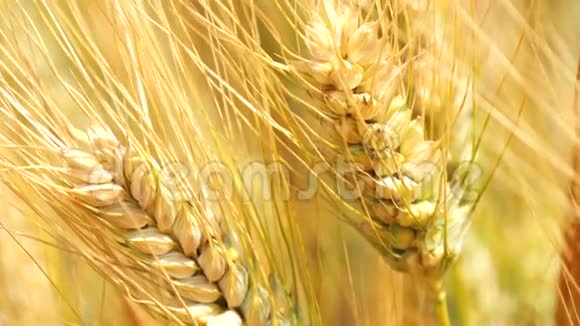 收获成熟小麦准备采摘大麦黑麦4K视频的预览图